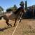 Andalusian Colt 7 thumbnail