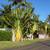 Traveler's Palms ///// RAVENALA madagascariensis 1 thumbnail