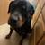 Rehoming rottweiler 1 thumbnail