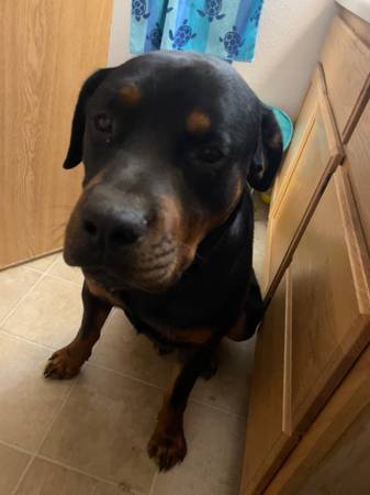 Rehoming rottweiler 1