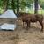 Covered Hay Feeder for Goats Sheep 21 thumbnail