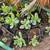 Nice Succulent Plants 5 thumbnail
