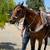 Black & Brown Gelding –Gentle, Kid-Friendly, Beautiful Movement 2 thumbnail