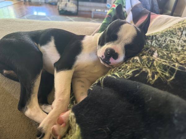 Conoce a Lewis, el Boston Terrier63735868841475123