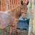 Red roan colt 12 thumbnail