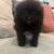 Pomeranian puppies for sale 3 thumbnail