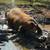 Duroc bore 1 thumbnail