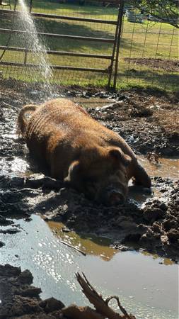 Duroc bore 1
