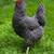 22 wk old Heritage Breed Pullets 1 thumbnail