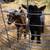 Pair Dwarf Goat kids 4 thumbnail