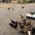 Chickens and Roosters 2 thumbnail