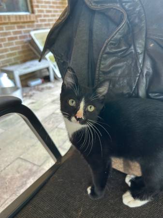 Two kittens (Foreman)63902987644803120