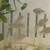 Group of congo tetras 1 thumbnail