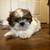 Pure bred shih tzu puppies 8 thumbnail