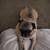 Remhoming pure breed pug 8 years old mild arthritis super couch potato 3 thumbnail