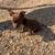 Brown puppy 1 thumbnail