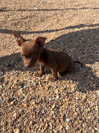 Brown puppy 1