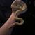 Female Ball Python 6 thumbnail