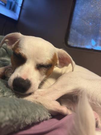 Cruce de Chihuahua de 10 meses (Chehalis)
