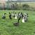 Ducks 4 thumbnail