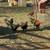 Copper  marans 4 thumbnail