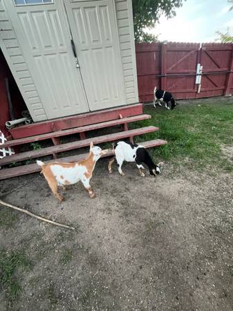 nigerian dwarf goats (Louisville)63670840864643123