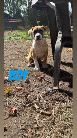 10 week old pitbull Dalmatian puppies (Auburn)63995733574274124
