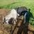 Alpine Billy goat 2 thumbnail