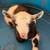 Purebred Nigerian Dwarf Baby Goats 6 thumbnail