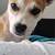Adorable Puppy 1 thumbnail