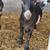 Nigerian Dwarf Does 5 thumbnail
