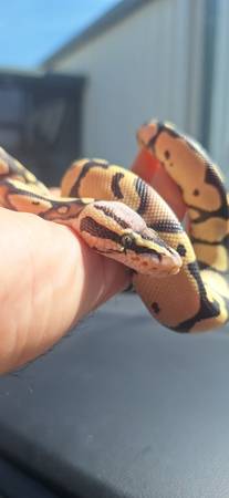 Pastel Desert Ghost Ball Python — $250 OBO / $350 Complete Setup 1