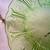 Vintage Jeannette Depression Glass Cherry Blossom Green Uranium plate 6 thumbnail