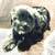 Puppies 4 thumbnail