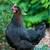Americana hatching eggs 4 thumbnail