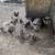Pigs 2 thumbnail