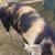 Young Kune Kune Piggy 6 thumbnail