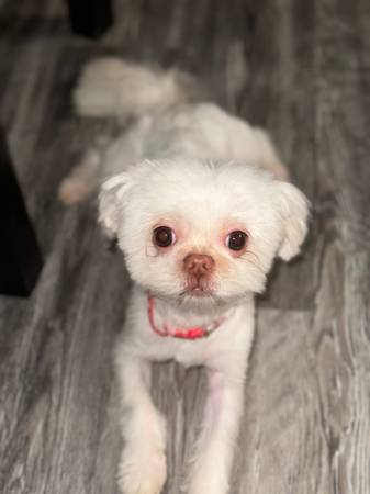 Reward $1000 1