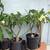 Plumeria Plant 3 thumbnail