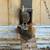 Laying hens 3 thumbnail