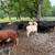 Bred cows 9 thumbnail