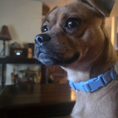 Good boy (Visalia)63873028174211120