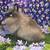 Lionhead rabbits 9 thumbnail