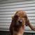 Redbone coonhound 2 thumbnail