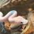 Sweet female super fire ball python 2 thumbnail