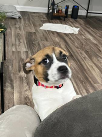 female 4 months small bread 1