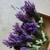 Lavender flower. Decorate or use tea, make soap, gift... 3 thumbnail