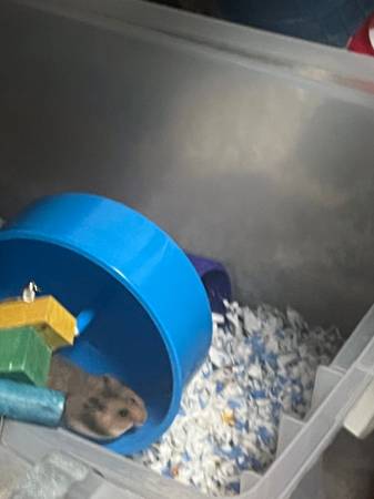 Rehome Syrian Hamster (Saint Paul)63906249913859121