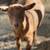 Nigerian Dwarf goats available in Mariposa 7 thumbnail