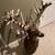 Huge whitetail shoulder mount ,Taxidermy 1 thumbnail